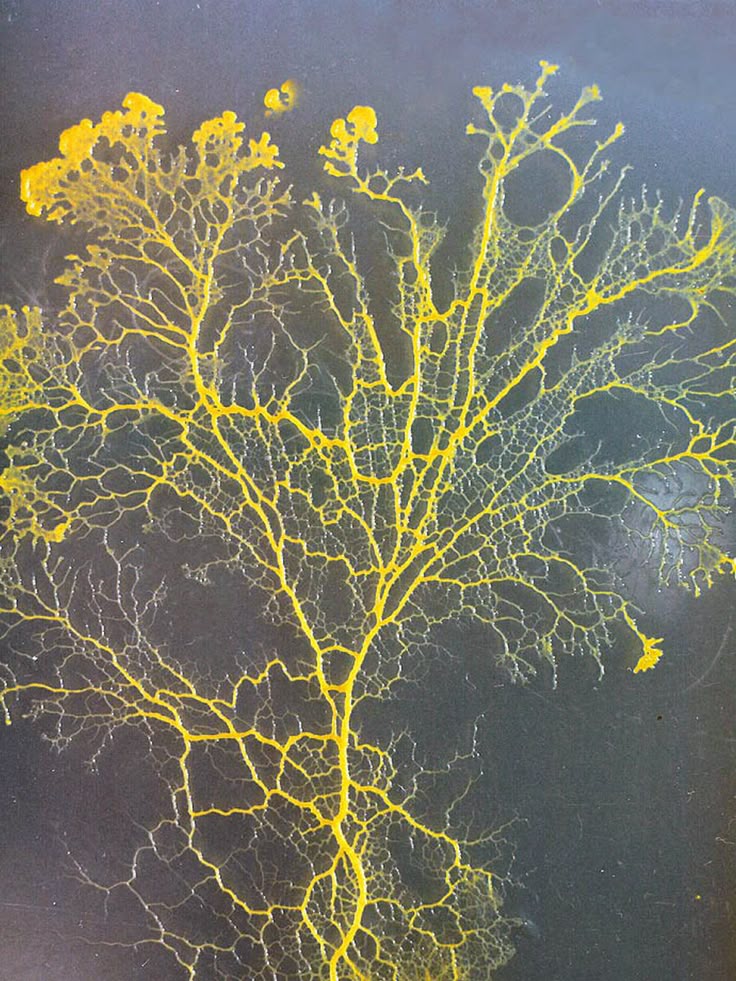 Slime mold creating optimal networks