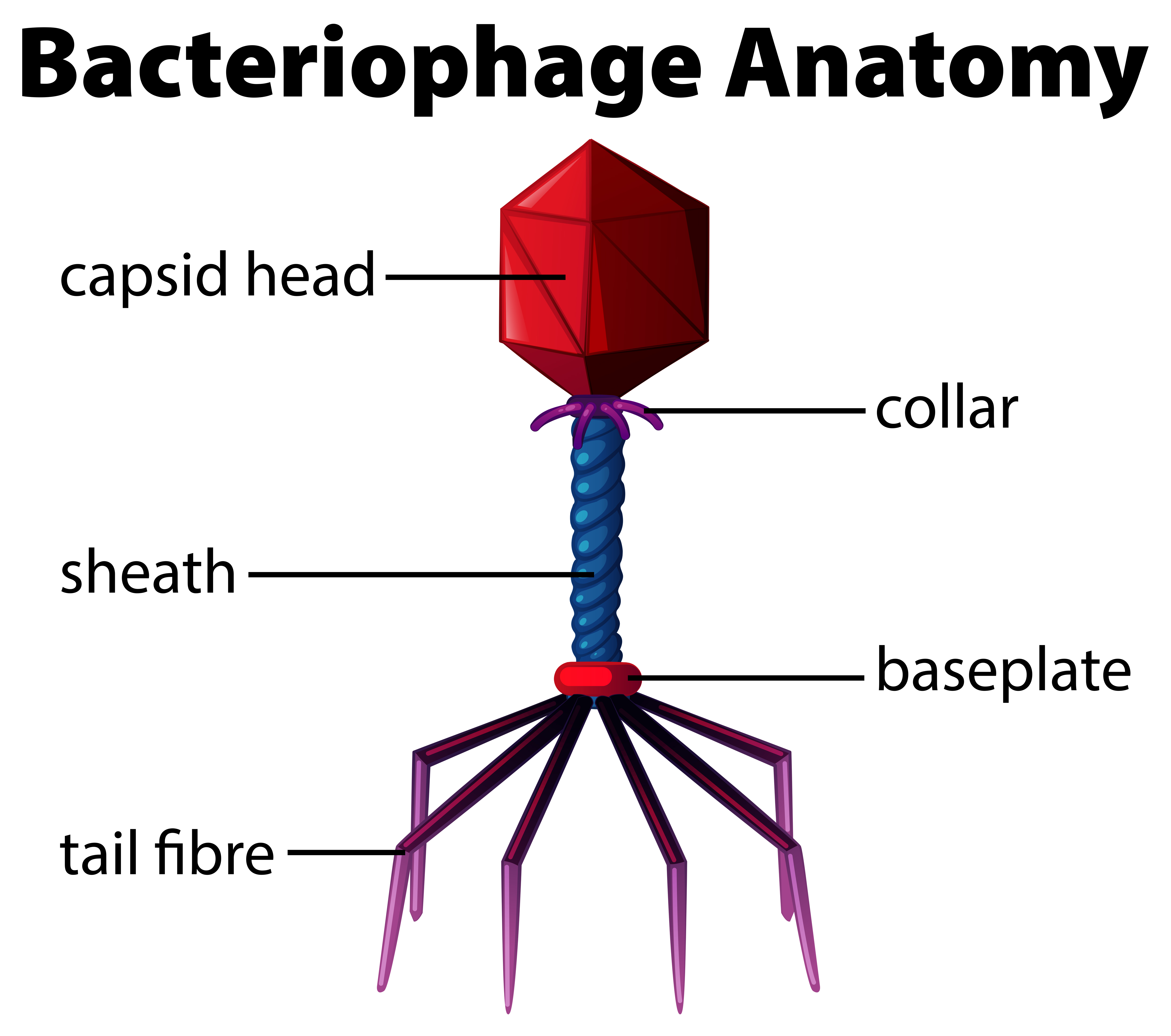illustration of phage