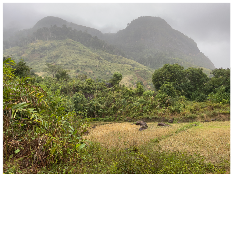 Small-scale agriculture field in Madagascar